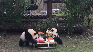 龙凤胎大熊猫周岁啦！熊猫馆为“月月、半半”举办1周岁生日会