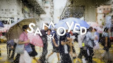 SAMOYED萨摩耶：一把伞中的爱与温暖