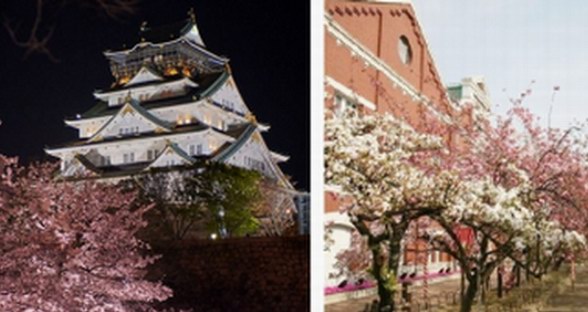 赴日旅游，正逢日本樱花季！购物、赏樱、大阪同时满足你