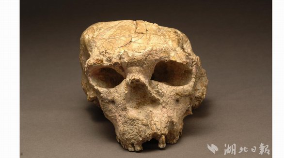 重磅！湖北发现距今百万年人类头骨化石，保存完好极为罕见
