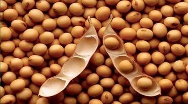 大豆蛋白—运动人群不能错过的“宝藏”