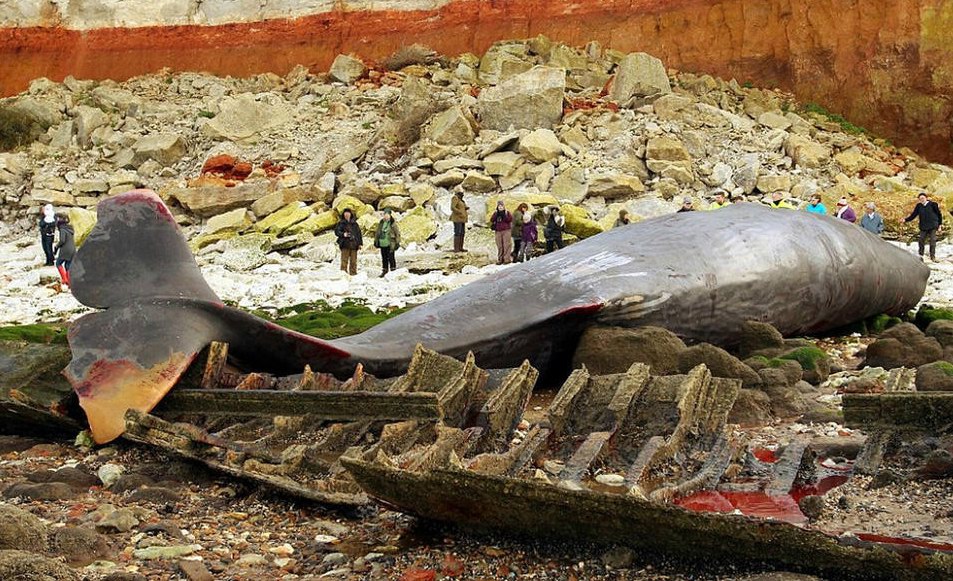 【巨鲸之去世】《尤物鱼》的哀痛 英国30吨巨鲸海边降生【热门往事】风气中国网