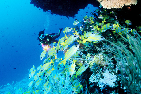 世界顶尖潜水体验 尽在瑞僖敦马尔代夫酒店