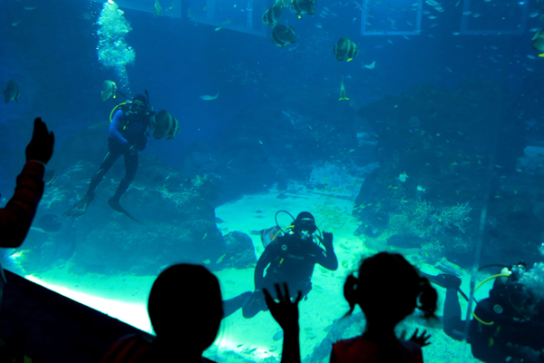 圣淘沙名胜世界海洋生物园推出全新体验性项目