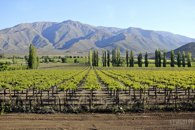 特浓情（Torrontes）是阿根廷的一个标志性白葡萄品种，用它酿造出来的葡萄酒酒体轻盈，香气馥郁，带有各种花朵的芬芳。