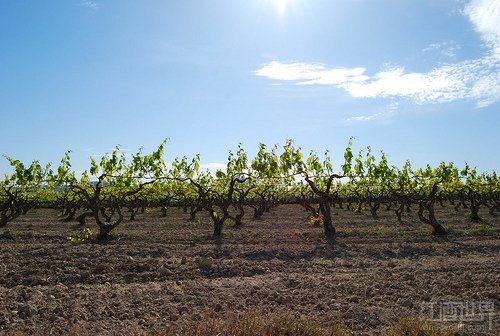 弗德乔（Verdejo）这个品种主要种植于西班牙卢埃达（Rueda）产区，被誉为“西班牙卢埃达产区的骄傲”。相比长相思葡萄酒，弗德乔葡萄酒的酒体要稍微丰满一些，但酸度要稍微低一些。