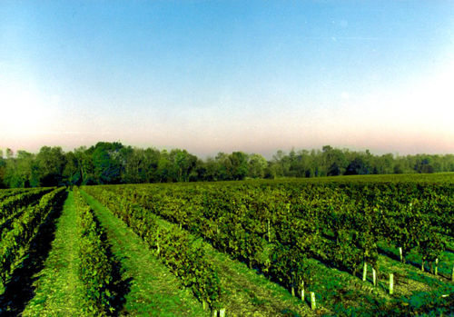 法国波尔多葡萄酒的扬名90%的功劳要算在梅多克的头上
