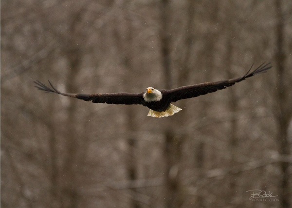 加拿大赏鹰之旅：布拉肯代尔上空的白头鹰