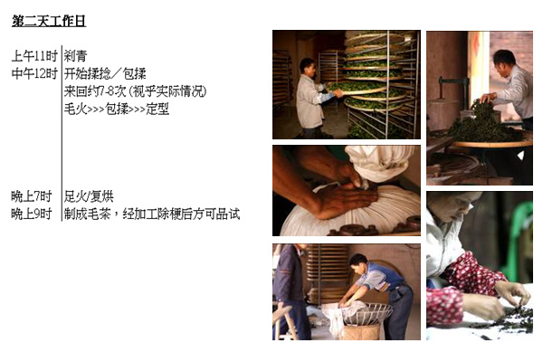 2013年福茗堂，秋茶传统铁观音采茶