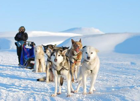 爵达旅程隆重推出全新极地之旅 探索雪白国度