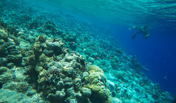 海底奇观之首免签小众海岛帕劳之旅