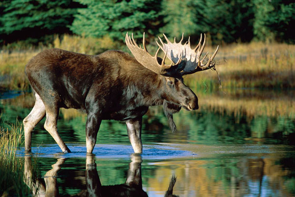 荒野游猎——加拿大最顶级猎场8天休闲狩猎