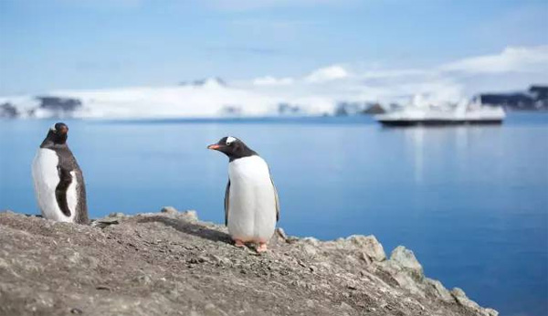银海南极之旅，此生难得的探险之旅
