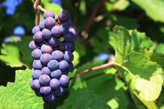 黑皮诺：需要酒农们细心呵护的红葡萄品种