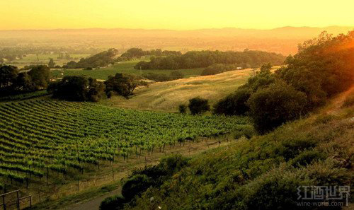 美国加州葡萄园价格持续飞涨