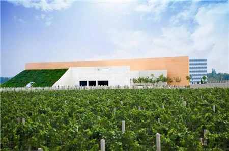  中国云南：葡萄酒发展潜力巨大 