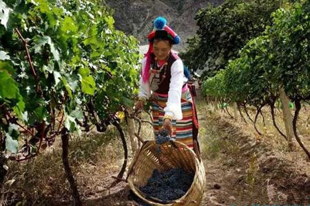  中国云南：葡萄酒发展潜力巨大 