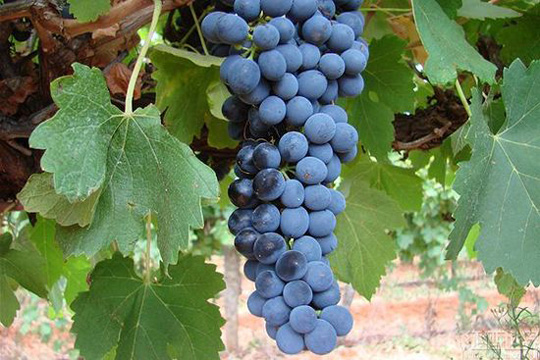 是谁在主导澳洲西拉葡萄酒的风格？