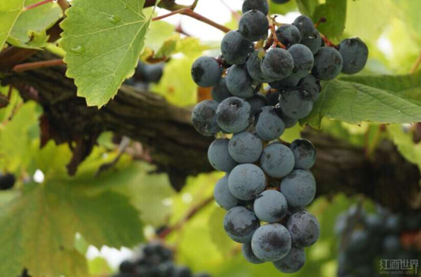 从葡萄到葡萄酒：酿酒师捕捉阳光的过程