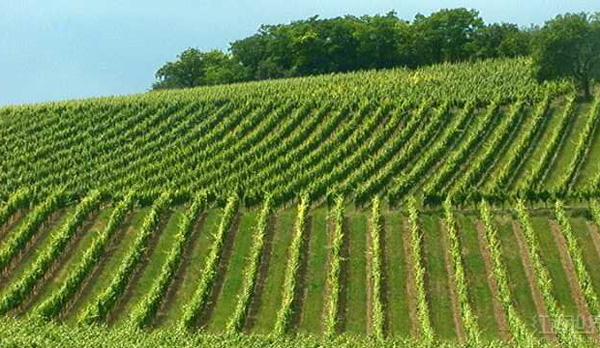  风土，法国葡萄酒命名之根源 