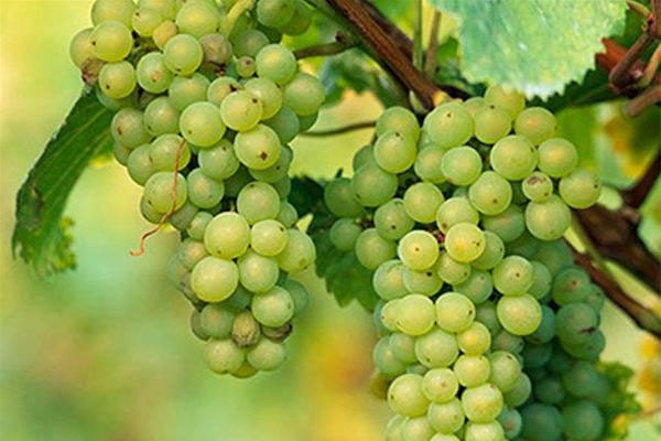 盘点被世人低估的十大白葡萄品种【美食文化】