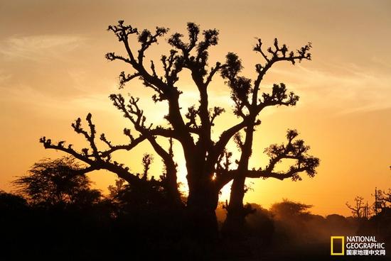 古老的猴面包树正沐浴着塞内加尔的落日余辉。几千年来，这些树的树叶、树皮和果实养育了无数非洲人。摄影：FRIEDRICH STARK，阿拉米图片社
