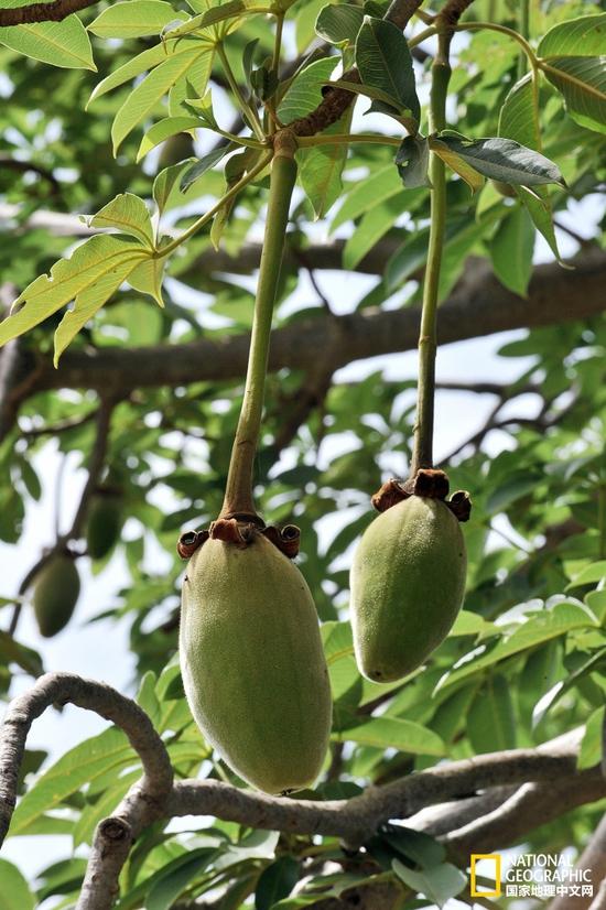 在塞内加尔Thiawe村，猴面包树的果实看起来平淡无奇。摄影：Georges Gobet，法新社，盖蒂图片社
