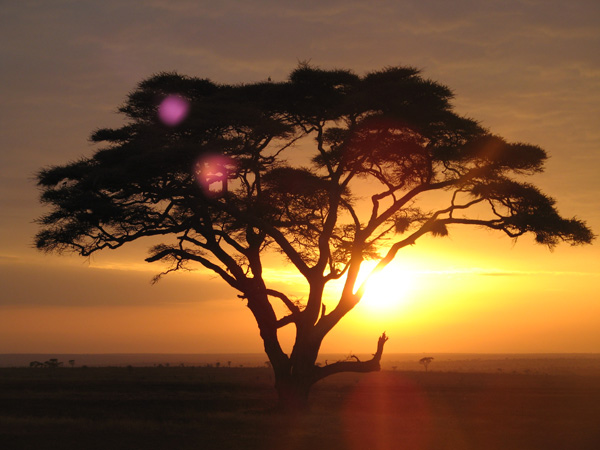 东非草原SAFARI：体验奢华与野性