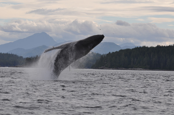 做一回“海上寻鲸客”——皮划艇观鲸之旅