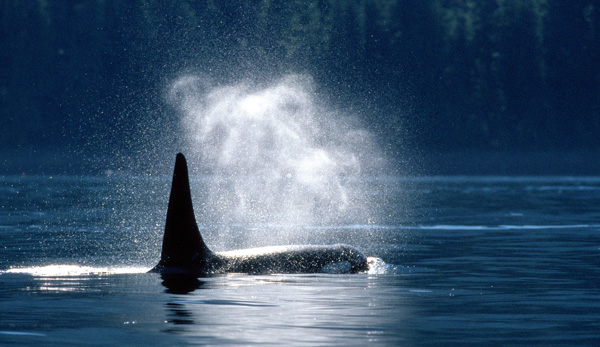 做一回“海上寻鲸客”——皮划艇观鲸之旅