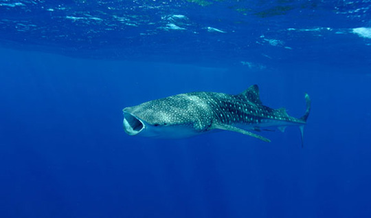 与鲸鲨共泳 西澳大利亚非凡梦幻之旅