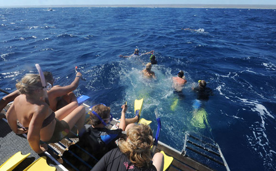 与鲸鲨共泳 西澳大利亚非凡梦幻之旅