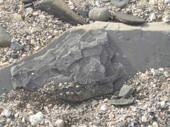 令人惊异的化石