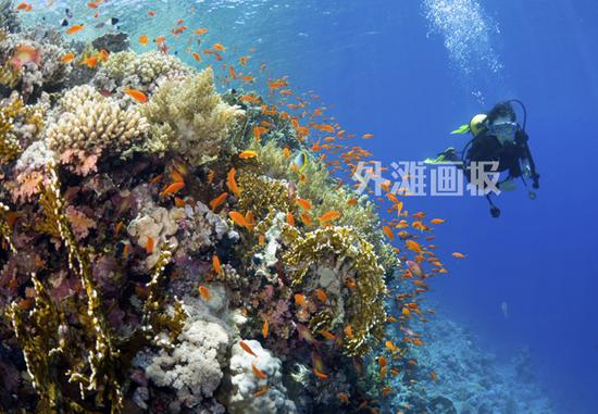 斐济有“世界软珊瑚之都”的美名