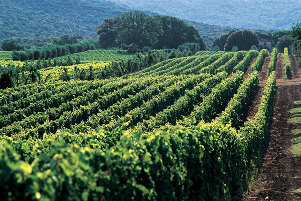 托斯卡纳葡萄酒：吸引全世界的目光