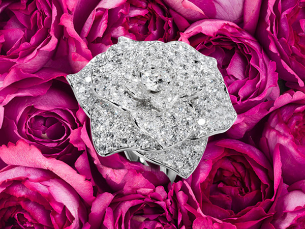 Piaget 史上第一个「伯爵玫瑰日」将于6月13日诞生