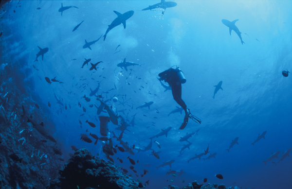 澳大利亚大堡礁最佳潜点 探寻绚烂水下世界