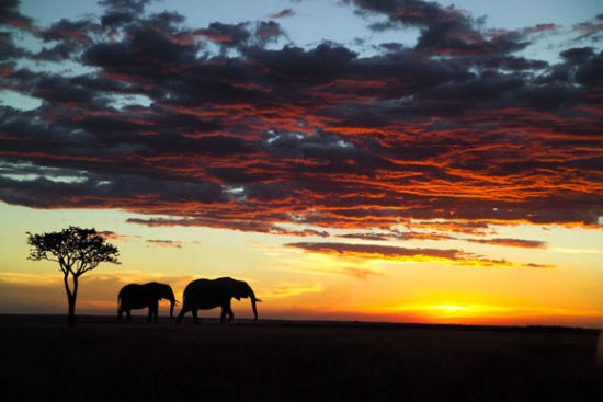 肯尼亚：为大象而奔走
