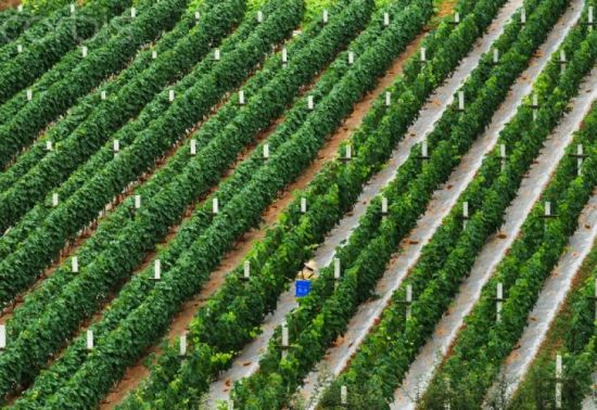 LVMH能否酿出“中国制造”高端葡萄酒？