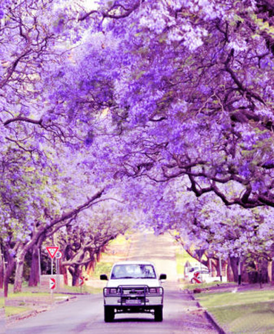 如梦如幻 拥抱南非紫色春天