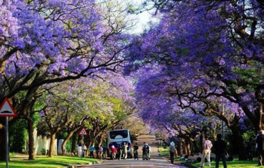 如梦如幻 拥抱南非紫色春天