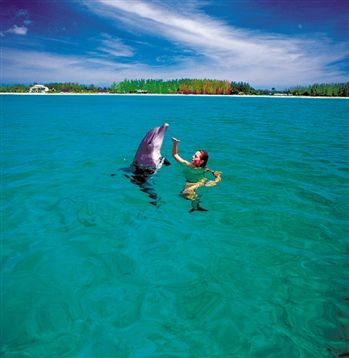 在巴哈马有很多与海豚亲密接触的机会