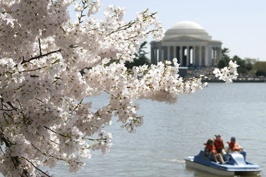 华盛顿樱花华丽盛放 绝色不输日本