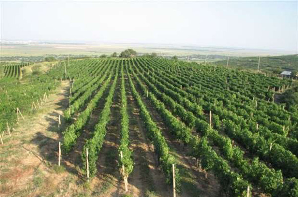 中国企业斥资360万欧元购买罗马尼亚葡萄园 