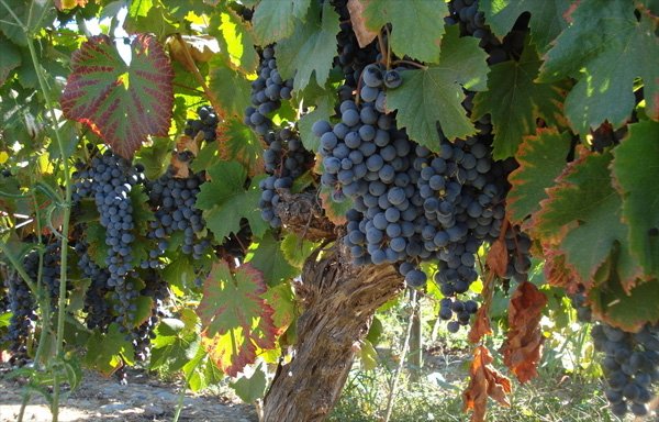智利着手拯救 将灭绝的欧洲葡萄品种