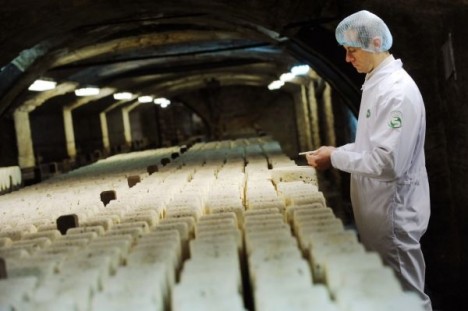 生产洛克福奶酪的岩洞。只有在法国南部塔恩河附近洛克福(Roquefort-sur-Soulzon)村的天然岩洞里发酵成熟的蓝纹绵羊奶酪，才能被冠以“洛克福奶酪”的称号。目前，全世界只有7家奶酪厂有资格生产洛克福奶酪。