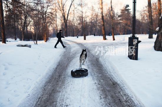 公园里，雪橇犬正随主人散步