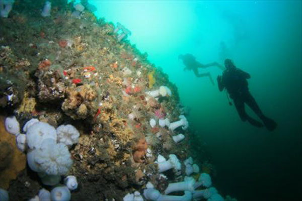 探秘海底两万里：加拿大BC省潜水之旅
