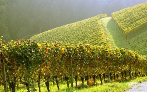 意大利成为2015最大葡萄酒生产国