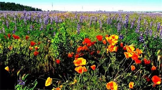 加州州花：罂粟花